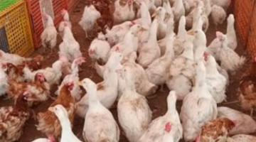 تغيرات في أسعار البانيه والأوراك بأسواق ومنافذ الدولة خلال تعاملات السبت