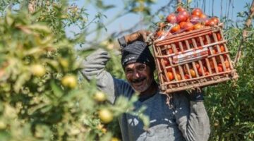 تغيرات ملحوظة في أسعار الطماطم داخل الأسواق يوم الخميس 26 مارس 2026