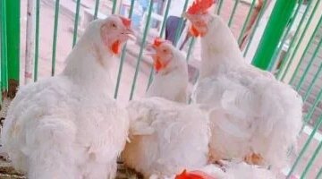 تغيرات ملحوظة في أسعار الفراخ بأسواق مطروح تسجل 95 جنيها للكيلو الواحد