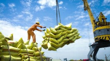 خطوات حكومية لتعزيز صادرات الأرز ومواجهة تقلبات الأسعار في الأسواق الدولية