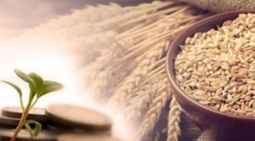 دار الإفتاء تكشف كواليس تحديد قيمة زكاة الفطر عند 35 جنيهًا للفرد