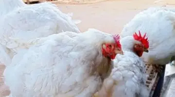 سعر الفراخ البيضاء اليوم الإثنين 30-3-2026 فى المنوفية