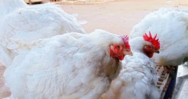 سعر الفراخ البيضاء اليوم الإثنين 30-3-2026 فى المنوفية
