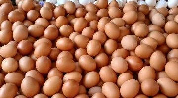 سعر طبق البيض الأبيض يسجل 130 جنيها في أسواق محافظة القليوبية اليوم