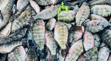 سعر كيلو البلطي يسجل 60 جنيها في أسواق كفر الشيخ اليوم الإثنين