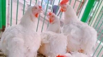 سعر كيلو الفراخ يسجل 100 جنيه في أسواق كفر الشيخ الأحد 22 مارس