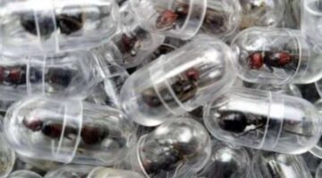 سلطات كينيا تنجح في إحباط محاولة تهريب 2000 نملة إلى خارج البلاد