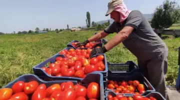 شعبة الخضروات تكشف أسباب زيادة أسعار الطماطم الفترة الأخيرة