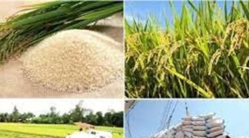 صعود طفيف في أسعار الأرز الخام وتصدير فيتنام يلامس 415 دولاراً للطن