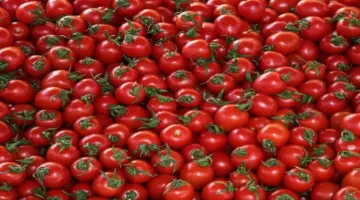 عاجل: مدبولي يكشف مفاجأة مدوية… الطماطم من 50 جنيه إلى 20 جنيه خلال أيام!