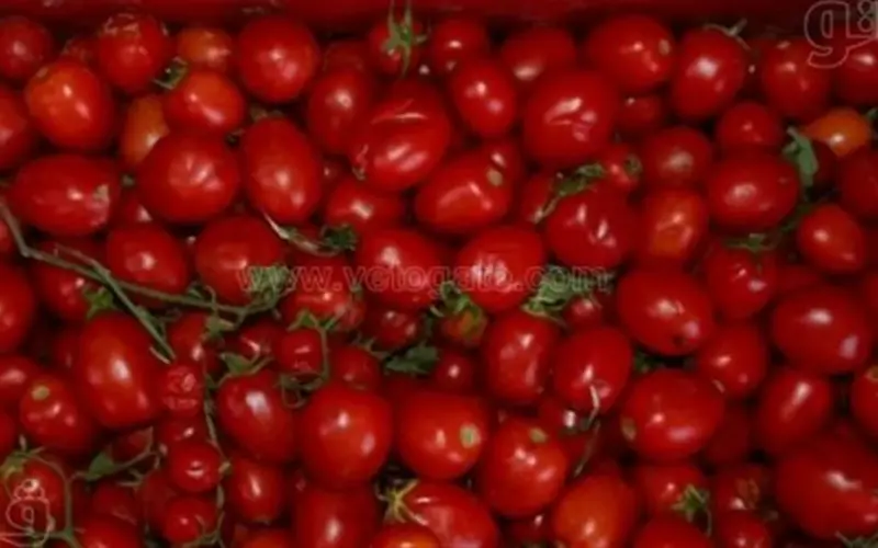 قائمة أسعار الخضروات اليوم: الطماطم تسجل 18 جنيهًا في الأسواق المصرية منذ قرابة 5 ساعات