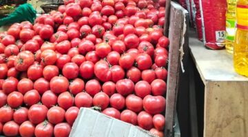 قفزة قياسية في أسعار الطماطم تتجاوز حاجز الـ 40 جنيهاً بالأسواق المحلية