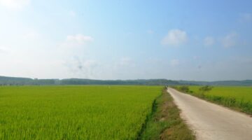 محصول الأرز الشتوي الربيعي في مقاطعة لام دونغ يبشر بموسم حصاد وفير