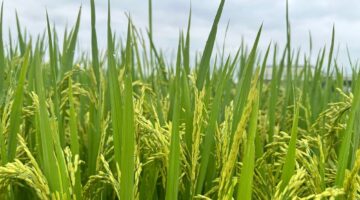 مقاطعة لام دونغ تطلق مشروعاً لخفض الانبعاثات الكربونية في قطاع إنتاج المحاصيل