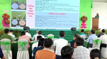 مهرجان مزارعي الأرز يستعرض مجموعة متنوعة من الأنواع الجديدة في دورة 2026