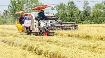 وفرة في محصول الأرز الشتوي الربيعي تقابلها تراجع في أسعار البيع بالأسواق