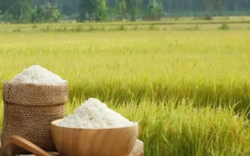يستمر ارتفاع أسعار الأرز المصدّر.