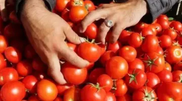 «التموين» تواصل عرض الطماطم بأسعار مخفضة في منافذها