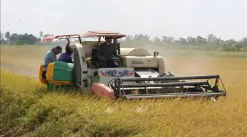 أسعار الأرز المحلية في صعود، بينما لا يزال سوق التصدير يعاني من الركود.