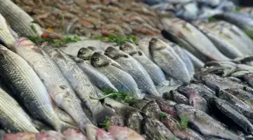 أسعار الأسماك اليوم 30-4-2026 في سوق العبور.. صعود البلطي