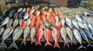 أسعار الأسماك اليوم الأربعاء 15-4-2026 في مصر -جريدة المال