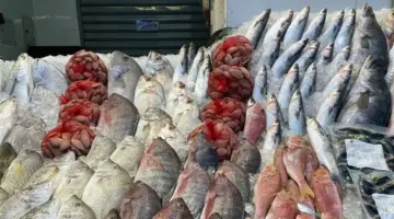 أسعار الأسماك اليوم الاثنين 27 أبريل 2026 في سوق العبور