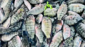 أسعار الأسماك اليوم الاثنين 27-4-2026 بأسواق مطروح.. الوقار بـ450 جنيها