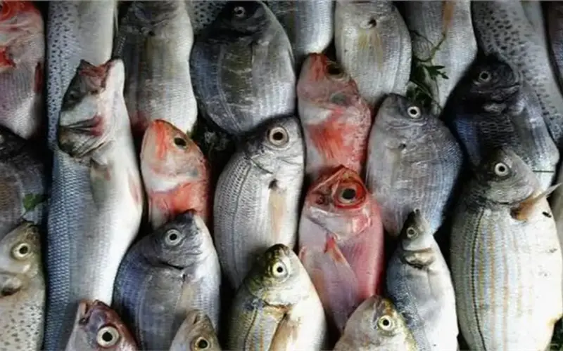 أسعار الأسماك اليوم الثلاثاء 14 أبريل في سوق العبور