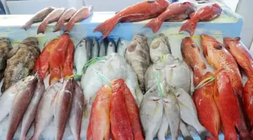 أسعار الأسماك والمأكولات البحرية اليوم الاثنين بسوق العبور