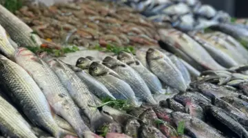 أسعار الأسماك والمأكولات البحرية في ختام تعاملات اليوم الخميس 2 أبريل 2026