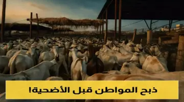 أسعار الأضاحي في عدن تصطدم بميزانيات الأسر وتتجاوز رواتب الموظفين !