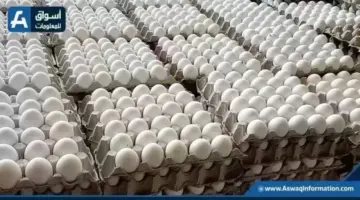 أسعار البيض اليوم الأحد بالمزرعة.. وصلت لكم | أسعار السلع