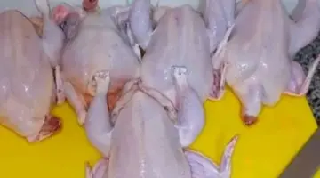 أسعار الدواجن البيضاء اليوم الثلاثاء 7 – 4 – 2026 فى المنوفية