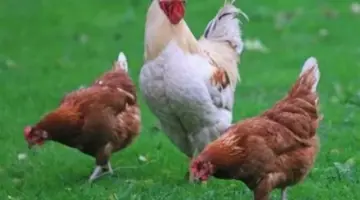 أسعار الدواجن الحمراء والساسو اليوم 23_ 4_ 2026