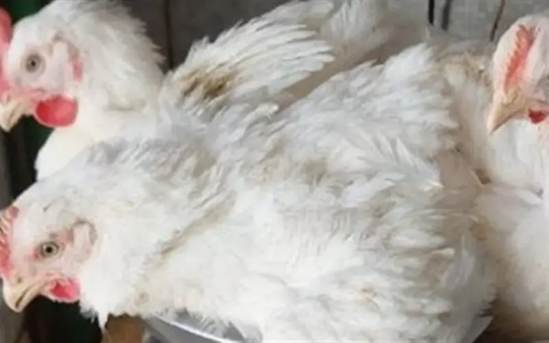 أسعار الدواجن اليوم الأحد 26-4-2026: من المزرعة إلى مائدة المستهلكين