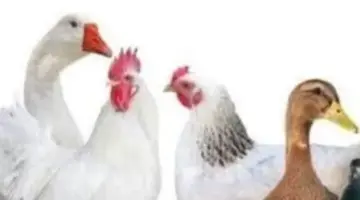 أسعار الدواجن اليوم الأربعاء 22-4-2026 بأسواق مطروح.. الشامورت بـ120 جنيها