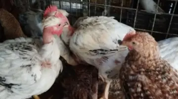 أسعار الدواجن في الأقصر اليوم الأربعاء.. الفراخ البيضاء بـ 109 جنيهات