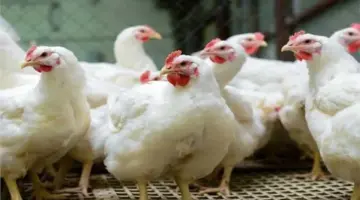 أسعار الدواجن في البورصة اليوم الجمعة 10 أبريل