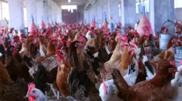 أسعار الدواجن في بورصة الفراخ اليوم السبت 18-4-2026 -جريدة المال