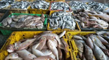 أسعار السمك اليوم الخميس بسوق العبور.. الجمبري حيّر الناس | الاقتصاد