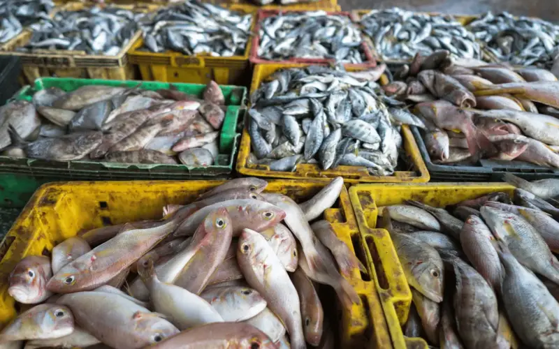 أسعار السمك اليوم الخميس بسوق العبور.. الجمبري حيّر الناس | الاقتصاد