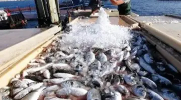 أسعار السمك اليوم بسوق العبور.. والجمبري يبلغ 1175 جنيهاً