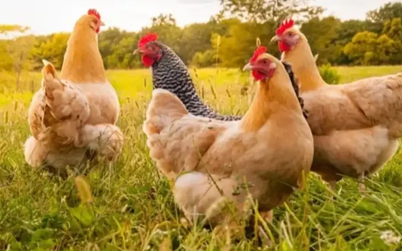 أسعار الفراخ اليوم الجمعة 24 أبريل 2026