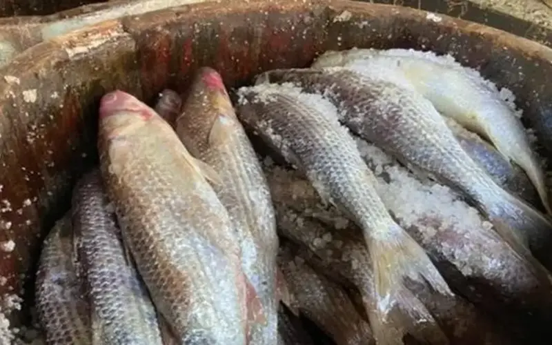 أسعار الفسيخ والرنجة قبيل شم النسيم 2026