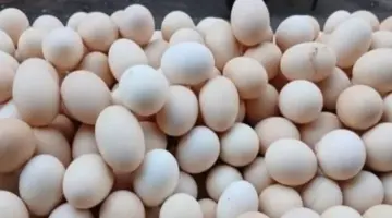 أسعار طبق البيض بالقليوبية اليوم الأربعاء 29 – 4 – 2026.. الأبيض بـ100 جنيه