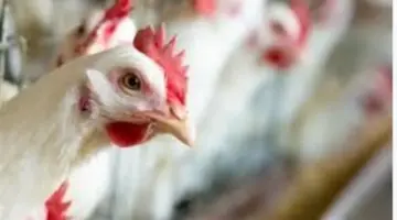 أسعار مشتقات الدواجن والدجاج الطازج في الأسواق اليوم 26_ 4_ 2026