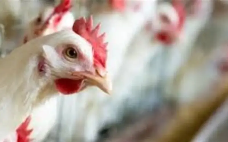 أسعار مشتقات الدواجن والدجاج الطازج في الأسواق اليوم 26_ 4_ 2026