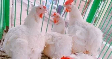 أسعار الدواجن البيضاء اليوم الأربعاء 1-4-2026 فى المنوفية