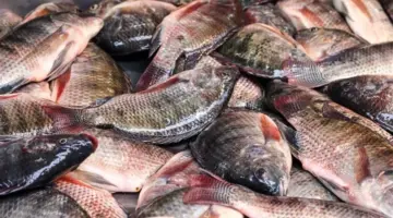 أسعار السمك اليوم الخميس 9 أبريل 2026 في سوق العبور بمصر.. قائمة محدثة بأسعار البلطي والجمبري والبوري والمأكولات البحرية في الأسواق وهل الوقت ملائم للشراء