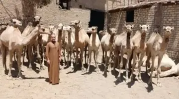 أضاحي العيد.. الجمال بأسعار مخفضة 30% بجمعية الإصلاح الزراعي في الجوسق بالشرقية